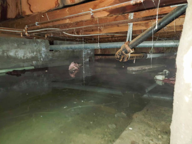 Best Carpet water damage restoration  in Beckley, WV
